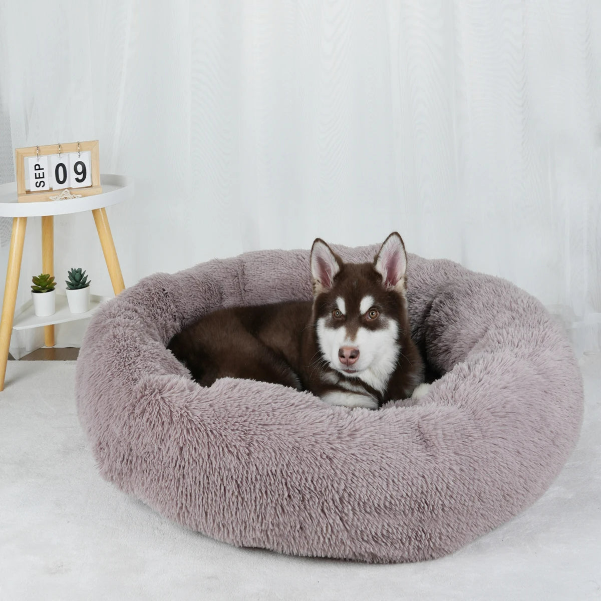 Furry Dream Donut