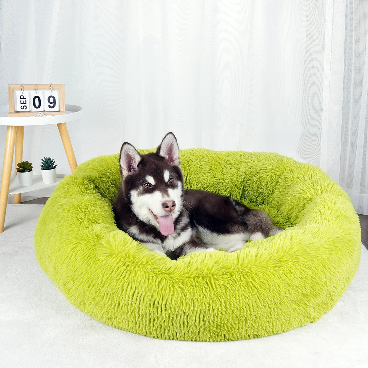 Furry Dream Donut